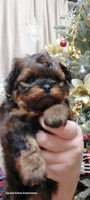 Две девочки Помапу