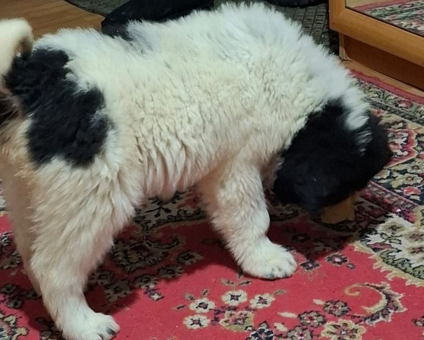 Продам щенка девочка  2 месяца