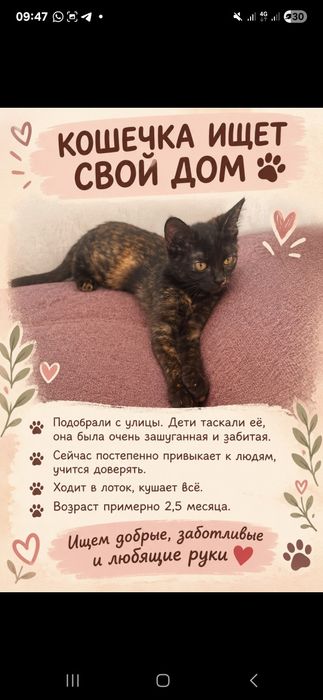 Отдаём котят подростков