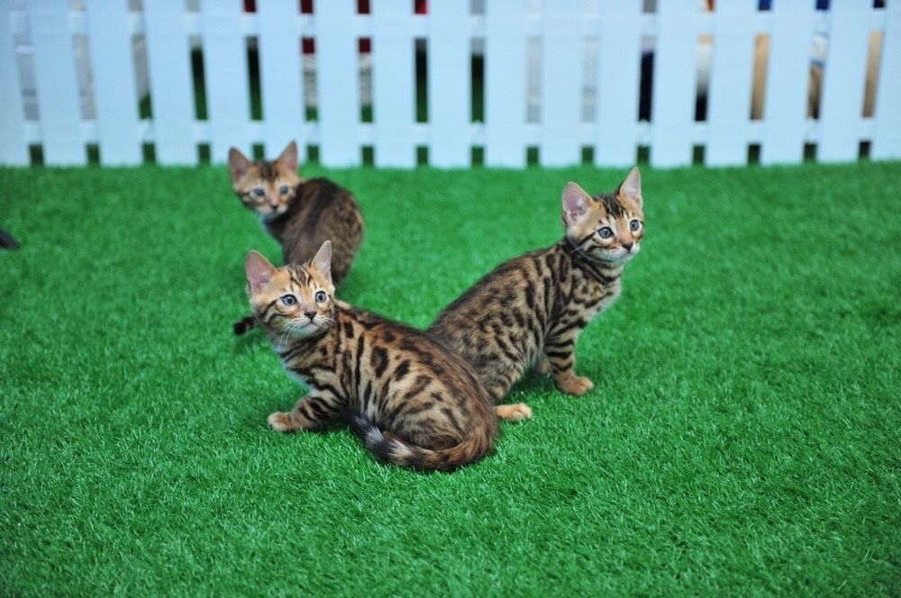 Бенгальские котята