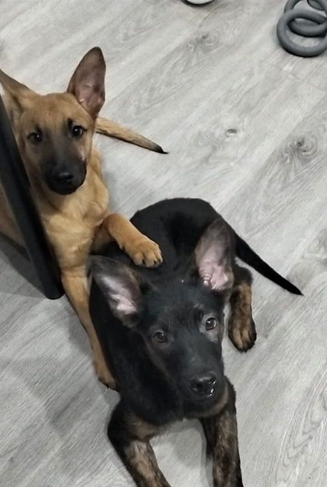 Малинуа. Тем, кому есть чем кормиить