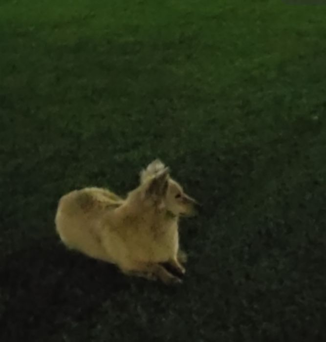 Потерялась собака!!!