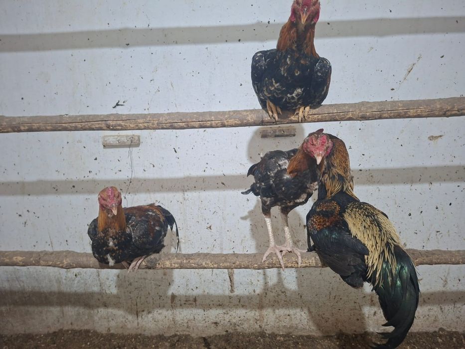 Бойцовские Курицы