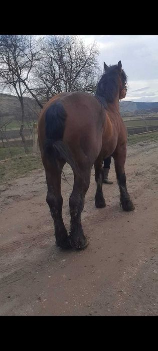 De vânzare armăsar