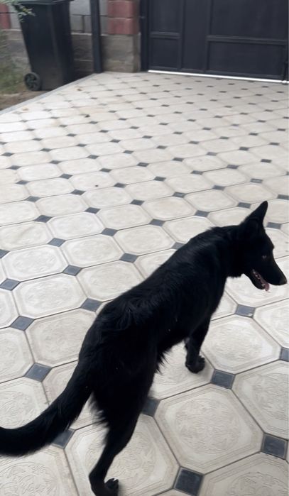 Восточно европейская овчарка