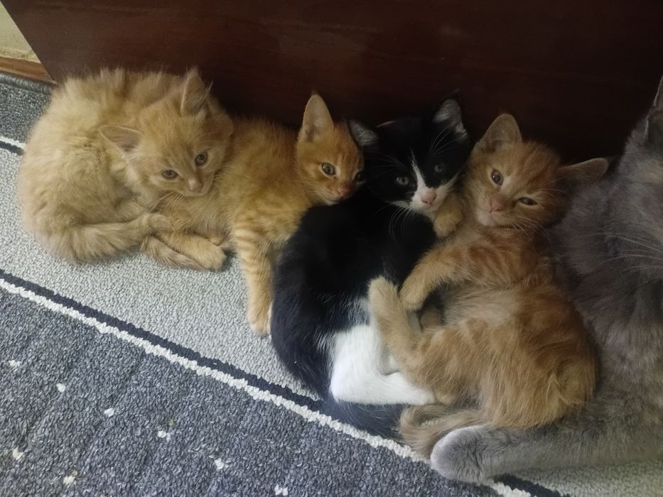 Соглом мушукчала яхши колларга топширамиз