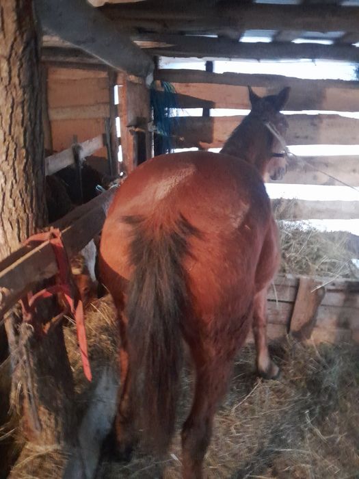 Vand 3 vaci și un cal