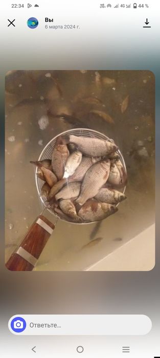 Карась мальки в продаже