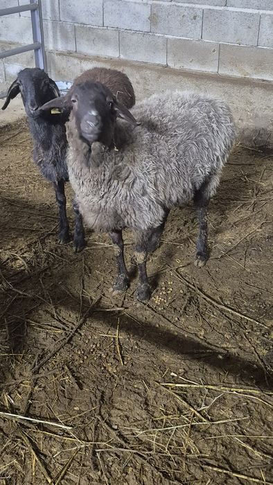 Семіз қойлар бар