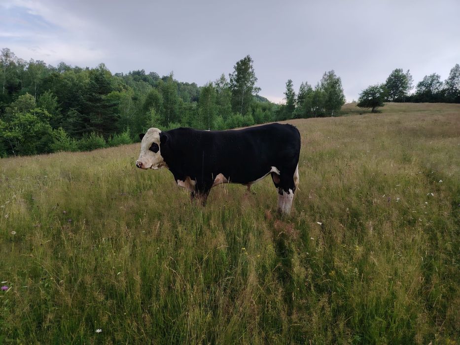 Taur angus monta
