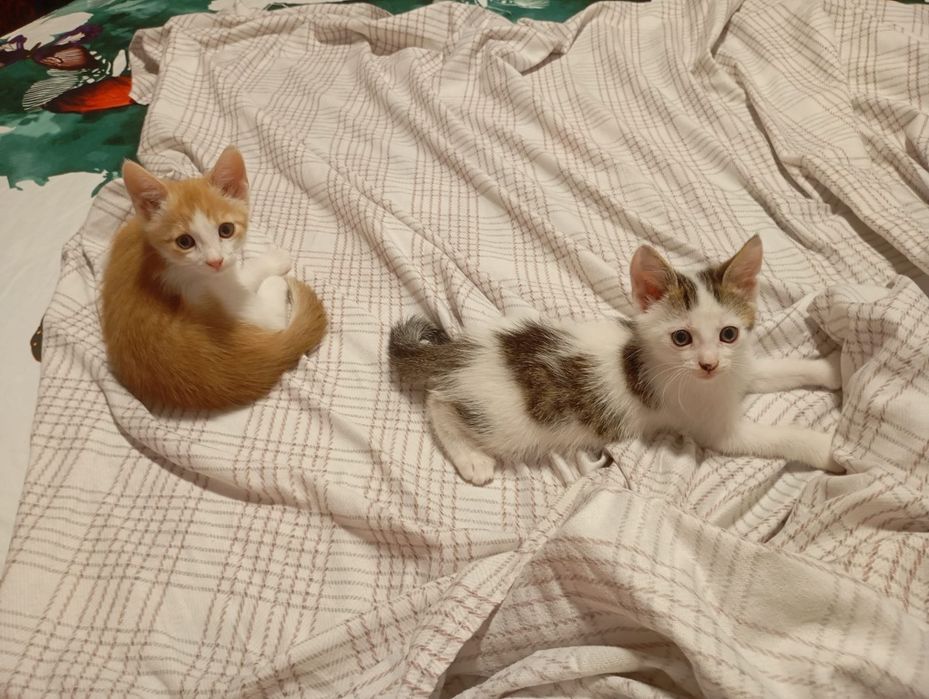 2 motanei spre adoptie