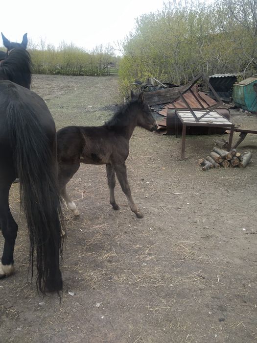 Продам кобылу с жеребенком