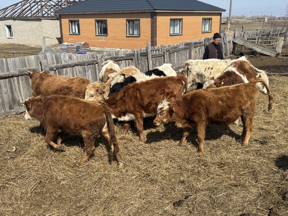 Продам бычков 1,3 год 12 голов район теренколь