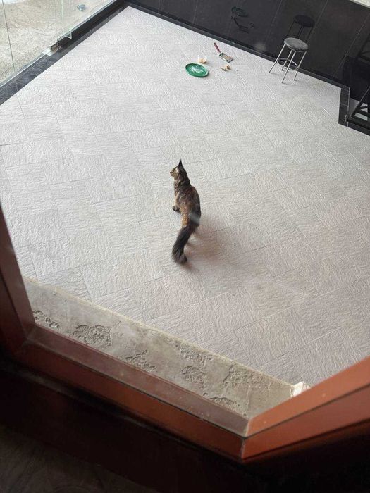 Роскошный крупный Мейн-кун в добрые руки. Верный друг и украшение дома