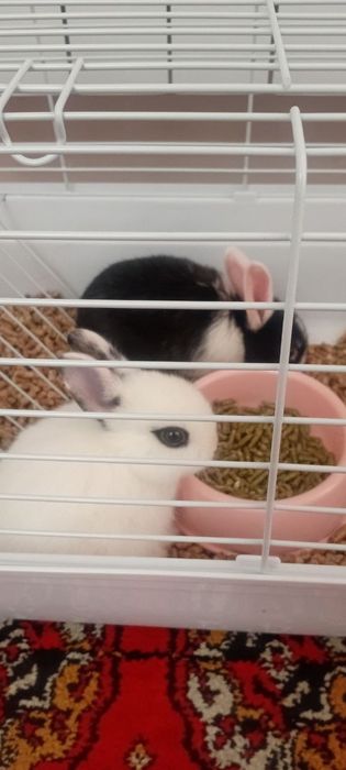 Продаются зайчата карлики для подарка вашим близким