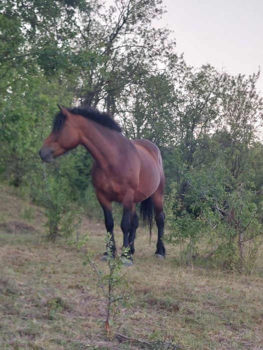 Vând iapa de patru ani cu manza