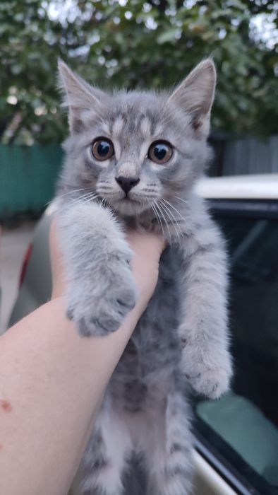 Отдам даром  малыша