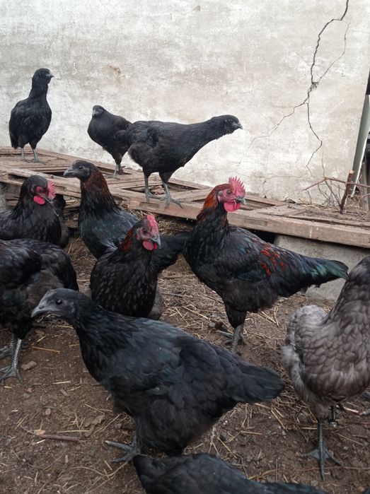 Продам молодых петушков.