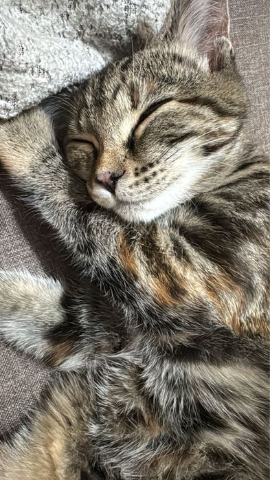 Отдам в самые добрые ручки