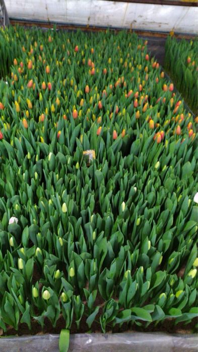 Голландиялық люкс тюльпандар