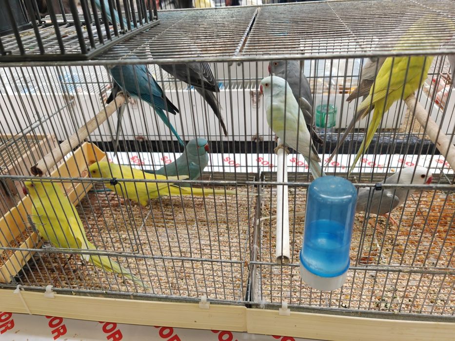 Papagali Micul Alexander