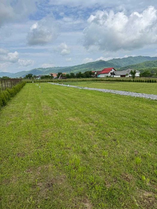 VAND URGENT TEREN INTRAVILAN in Viseu de Sus jud. Maramures