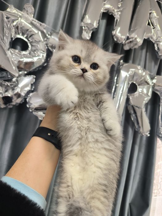 Чистокровные котята