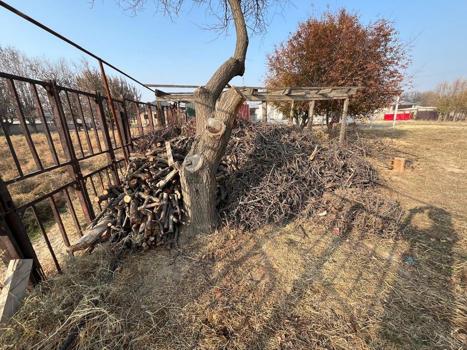 Өрік төңкелері бұталары