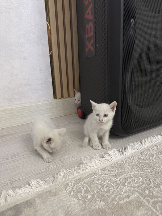 Котята в надёжные руки