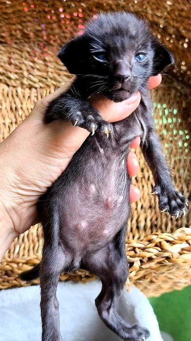 Чистокровные ОРИКИ!