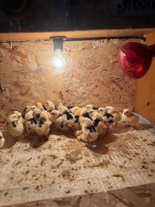 Цыплята суточные