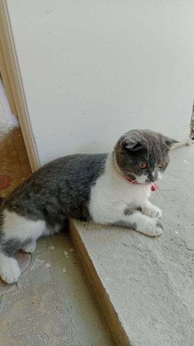 Мушук скоттиш фолд кз бола