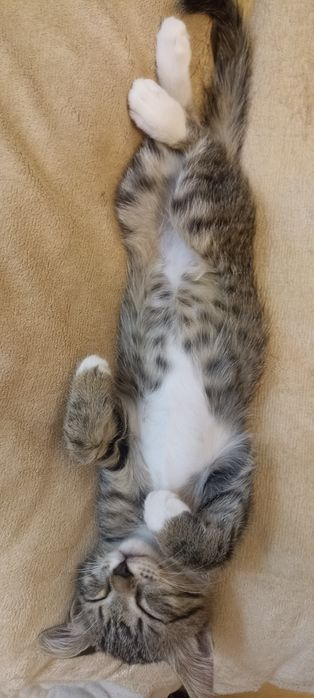 Котенок в добрые руки