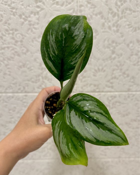 Сциндапсус Суматра! Эпипремнум! Комнатные цветы!