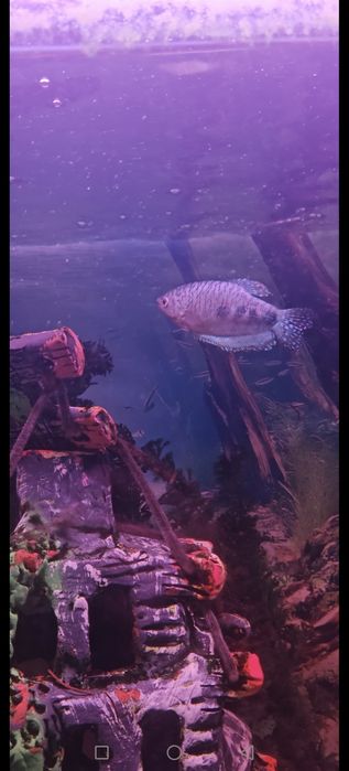 Валик сотилади жами 11 та