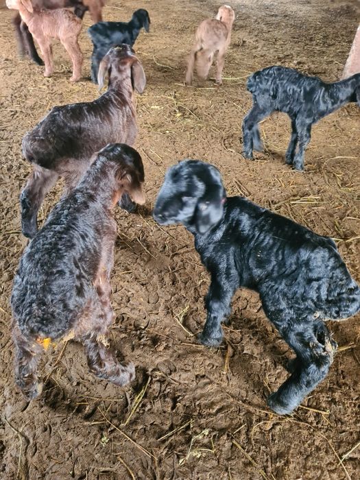 Қозылар  сатылады