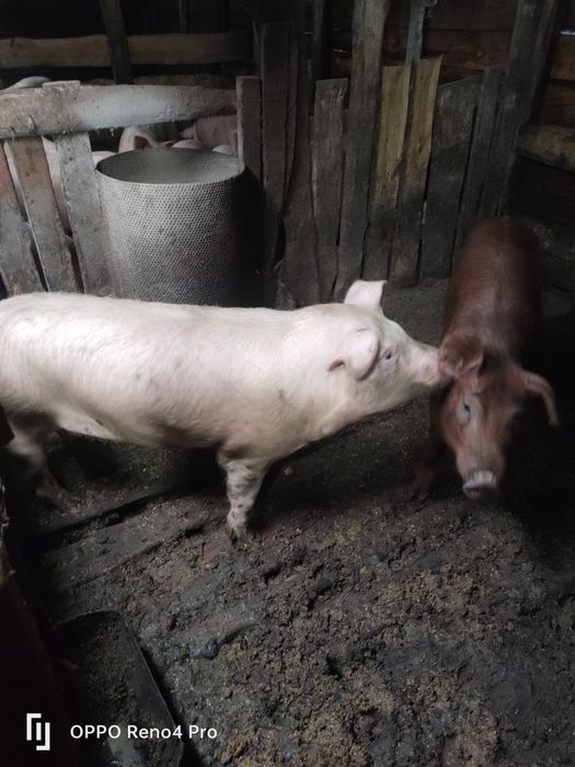 Продам отличных хряков на племя