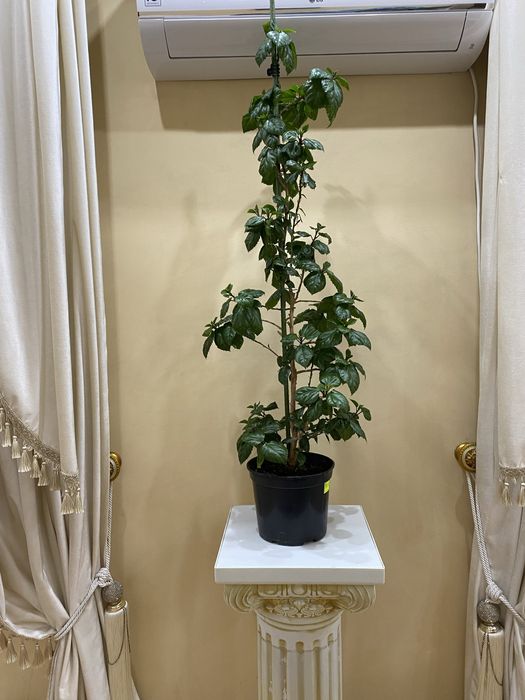 Продам комнатный Гибискус . Цена 110 000 т
