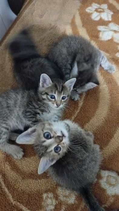 Отдам котят в добрые руки