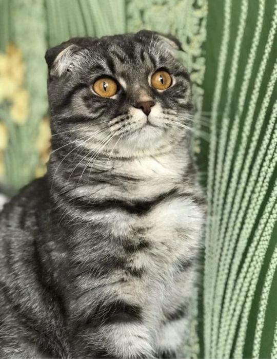 Срочная информация Кошечки