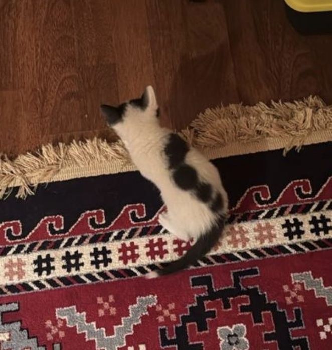 Котенок 1 месяц котенок