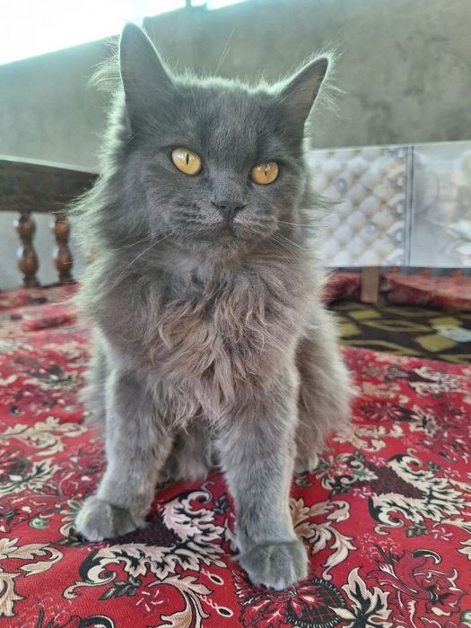 Britanski mushuk