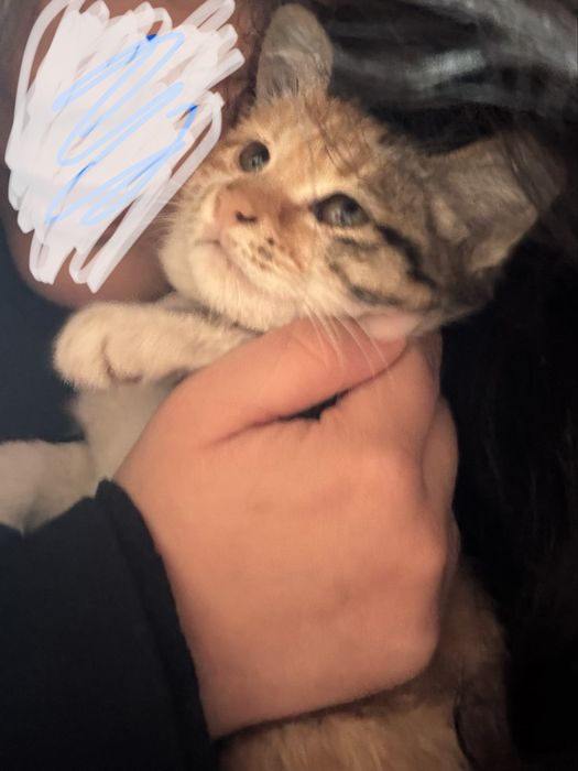 Отдам бесплатно котенка