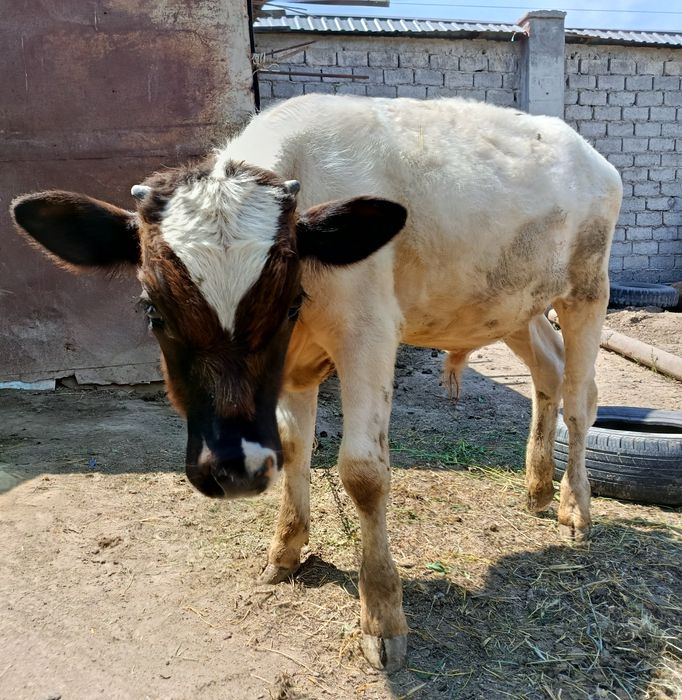 Sigir, buzoq sotiladi