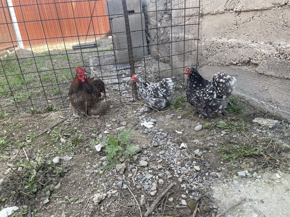 Кохинхин голубой мрамор 2+1