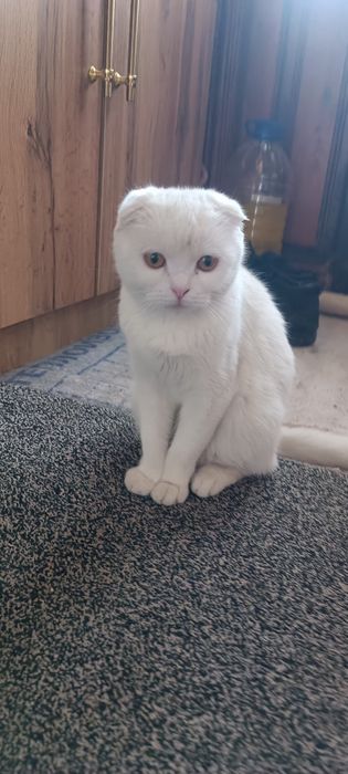 шотландская вислоухая кошка (скоттиш-фолд).