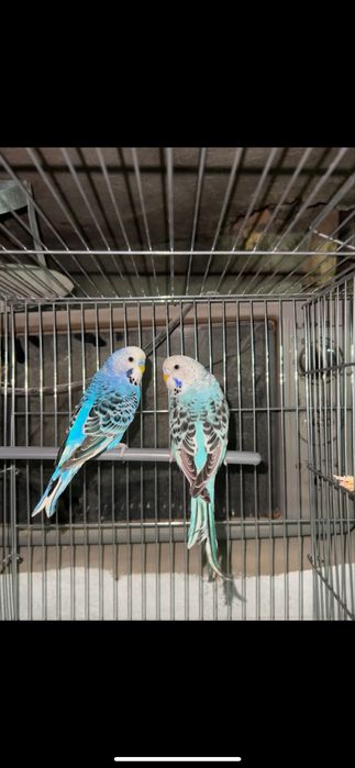 Ardurka Tayyor Para Sotiladi