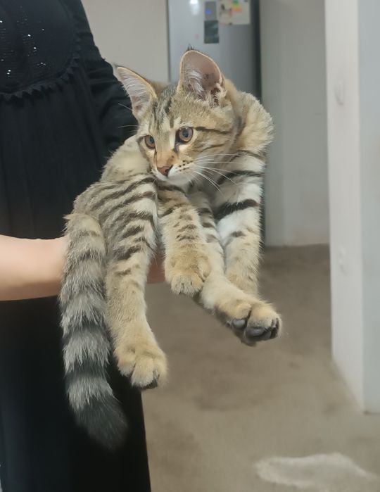 Отдам котёнок в хорошие руки