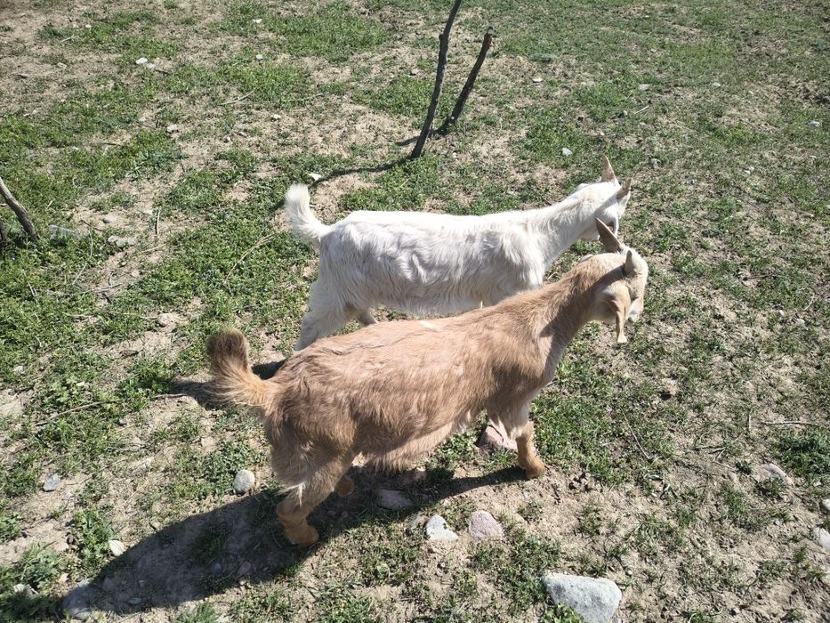 Козлята молочной породы.