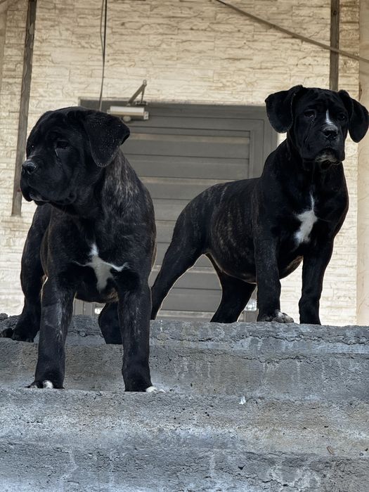 Продается Кане Корсо